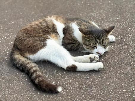 丸くなって眠るネコ 丸くなって眠るネコの写真
