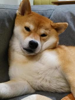 ソファでくつろぐ柴犬! ソファでくつろぐ柴犬! 犬,シバ,shibainuの写真素材