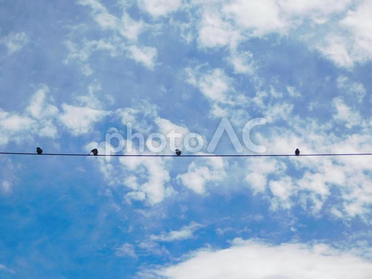 電線にとまるツバメと青空3 ツバメ,野鳥,春の写真素材