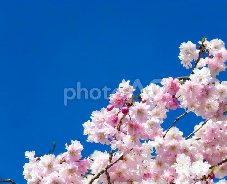 春イメージ〜青空と満開のヤエザクラ サクラ,さくら,八重桜の写真素材