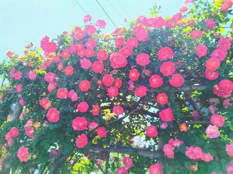 薔薇523 薔薇523の写真