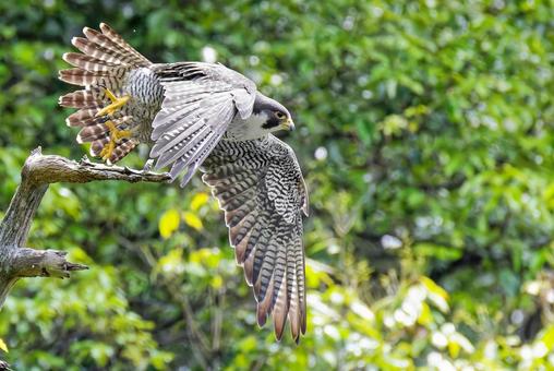 Photo, falcon, wild bird, bird, 