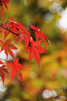 紅葉 紅葉の写真
