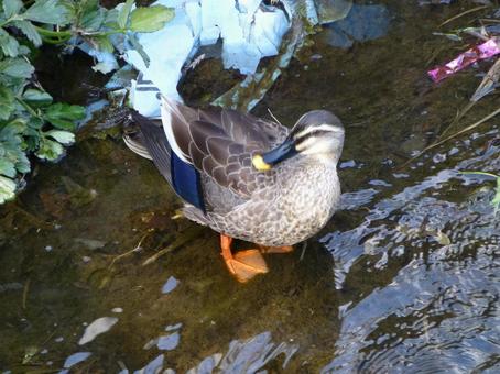 A duck relaxing on the bank of a river in the suburbs, JPG A duck relaxing on the bank of a river in the suburbs, JPG