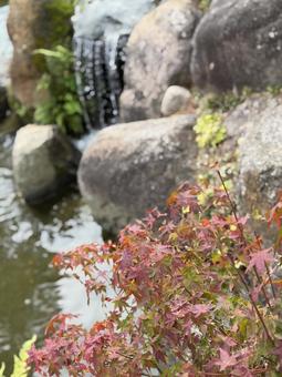 自然のせせらぎと秋の彩り 秋,秋色,紅葉の写真素材