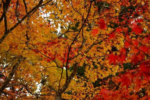 鮮やかな紅葉の木々 鮮やかな紅葉の木々の写真