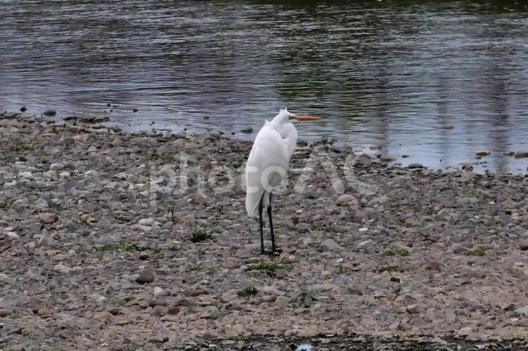 河原でじっとたたずむダイサギ 鳥,白鷺,鷺の写真素材