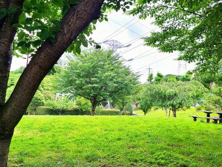 Photo, park, wood, grass, 