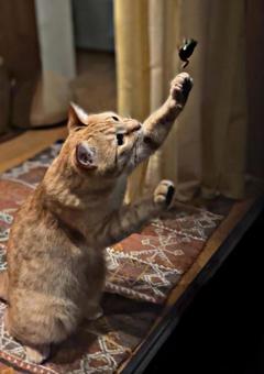 A cat wants to catch a frog, JPG