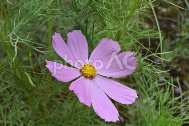 コスモス２０２０ コスモス,花,植物の写真素材