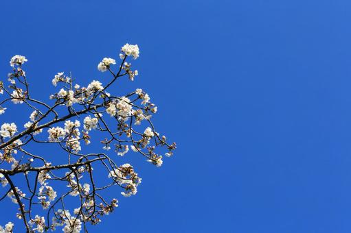 Cherry blossoms and blue sky 1 (Machida, Tokyo), JPG Cherry blossoms and blue sky 1 (Machida, Tokyo), JPG