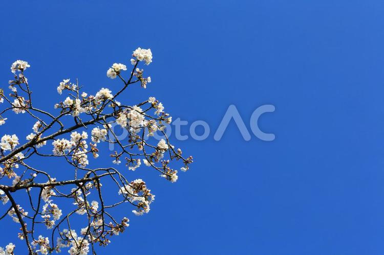 桜と青空1(東京都町田市内にて) 桜,ソメイヨシノ,青空の写真素材