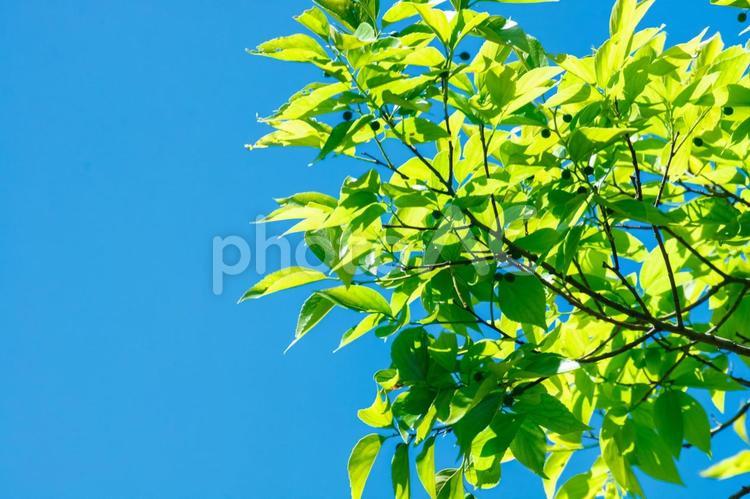 和歌山県有田川町みかんの丘の新緑 新緑,5月,みかんの丘の写真素材