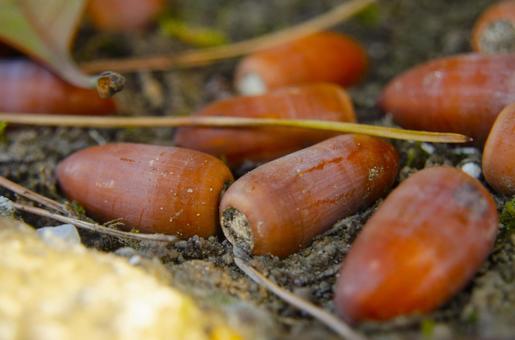 どんぐりの写真