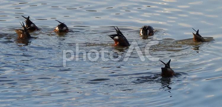 華麗なる鴨のシンクロ団体編 かも,カモ,水鳥の写真素材