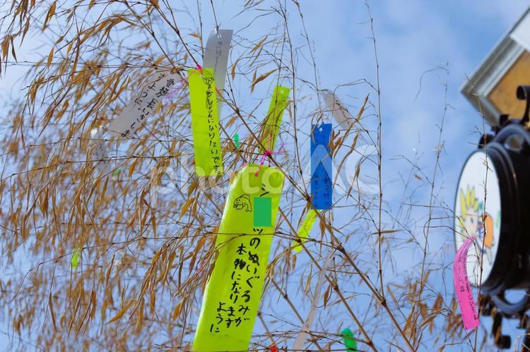 【七夕】竹と短冊 七夕,竹,短冊の写真素材