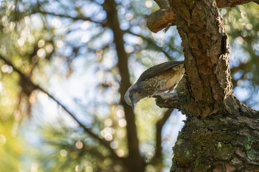 枝にとまるヒヨドリの写真
