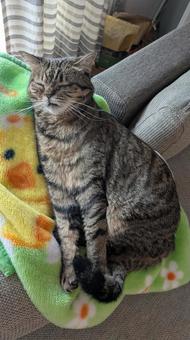 伸びをする猫 猫,キジトラ,かわいいの写真素材