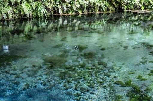 白川水源の湧水 白川水源,湧水,名水百選の写真素材