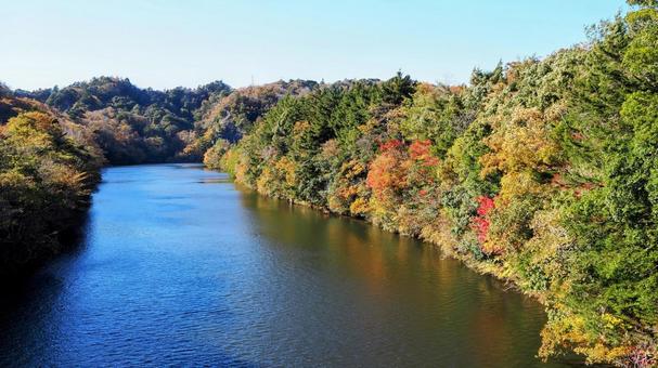 秋の笹川湖＆湖畔の紅葉（千葉県・君津市） 秋,笹川湖,紅葉の写真素材