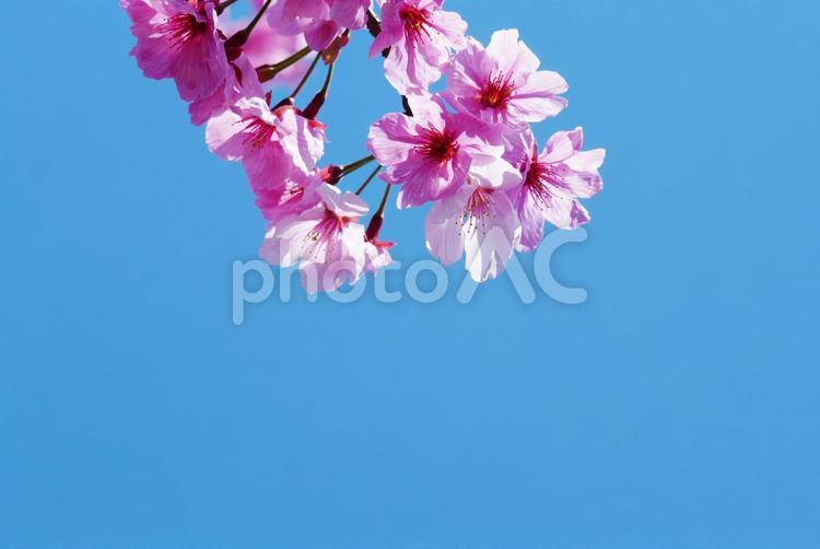青空とピンクの桜のアップ 桜,青空,ピンクの写真素材
