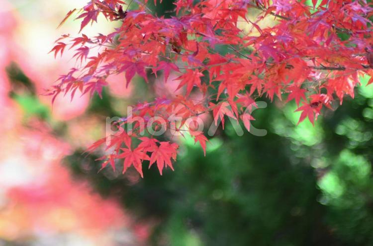 緑と赤のコントラストが美しい紅葉 秋,紅葉,もみじの写真素材