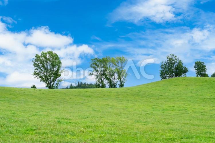 北海道、美瑛らしい風景、丘と木と青空 北海道,美瑛,草原の写真素材