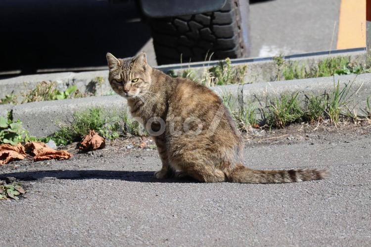 道路にいるの猫がこちらを見ている風景 猫,道路,こちらの写真素材