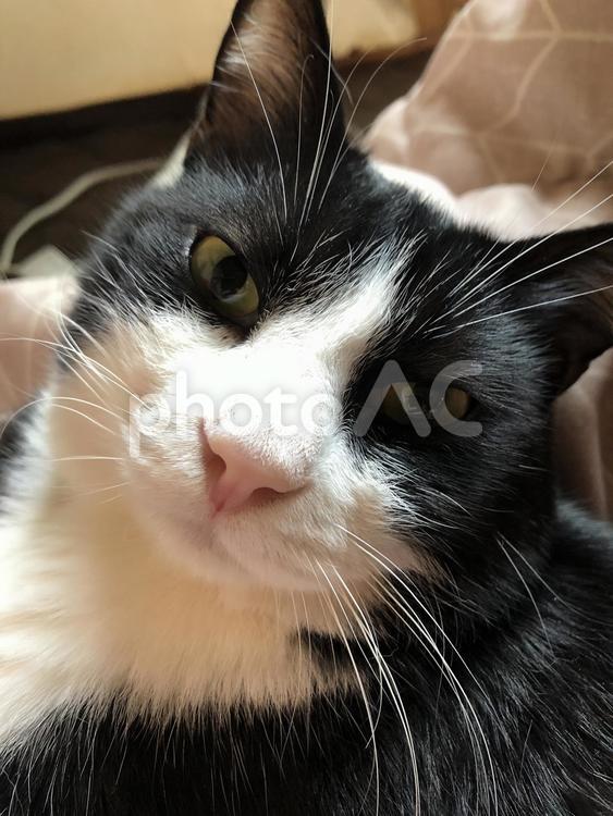 何かを訴える猫 猫,ネコ,ねこの写真素材