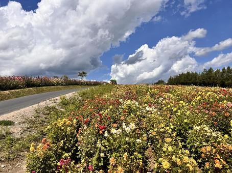 四季彩の丘 四季彩の丘 四季彩の丘,美瑛,北海道の写真素材