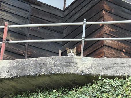 にょきっと猫 にょきっと猫の写真