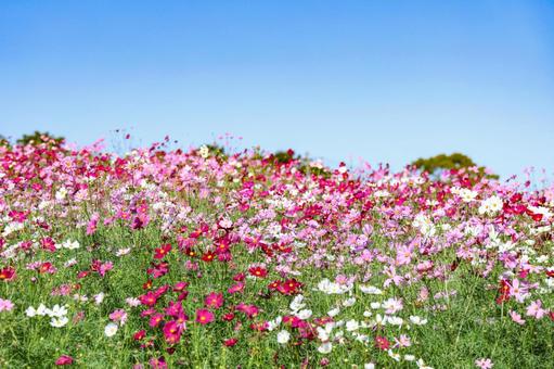 有明の森フラワー公園のサルビアとコスモス 有明の森フラワー公園のサルビアとコスモス サルビア,赤,朱色の写真素材