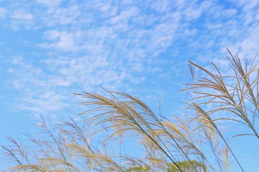 すすき　青空　白い雲 ススキ,空,青空の写真素材