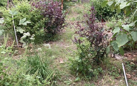 畑 赤しそ,青しそ,ニラの写真素材