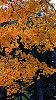 紅葉　北海道　9:16 秋,紅葉,黄色の写真素材