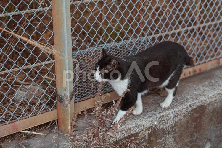 周りの様子を見ながら歩くハチワレ猫 ハチワレ猫,地域猫,サクラネコの写真素材
