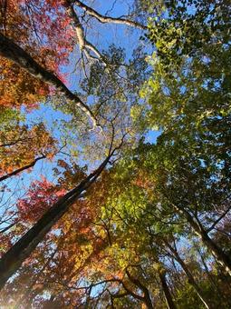紅葉 紅葉の写真