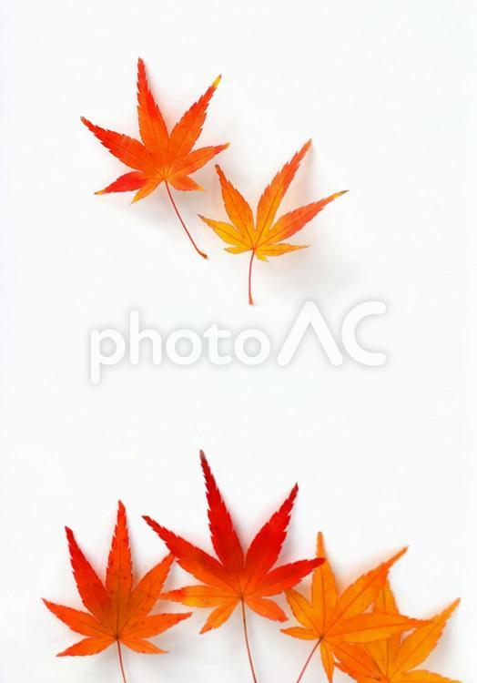 紅葉したカエデの葉ー④、もみじ 紅葉,カエデ,かえでの写真素材
