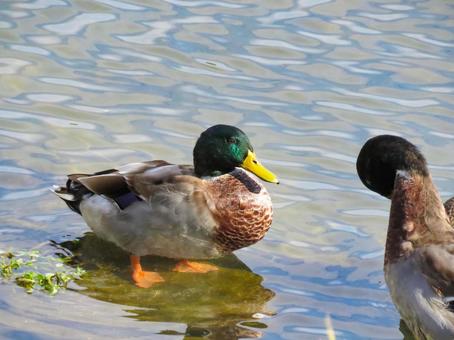 早朝の川に佇むマガモのオス 早朝の川に佇むマガモのオス マガモ,野鳥,動物の写真素材