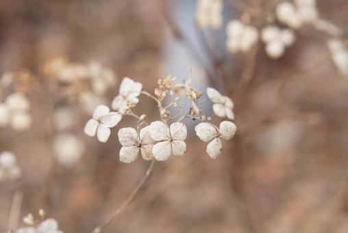 冬の枯れたアジサイ 冬,枯れた,アジサイの写真素材