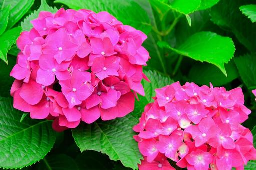 紫陽花 紫陽花の写真