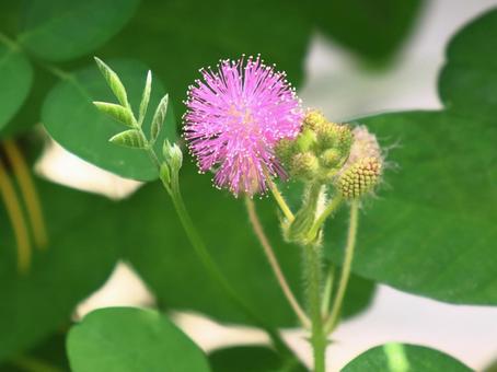 オジギソウの花 オジギソウの花の写真