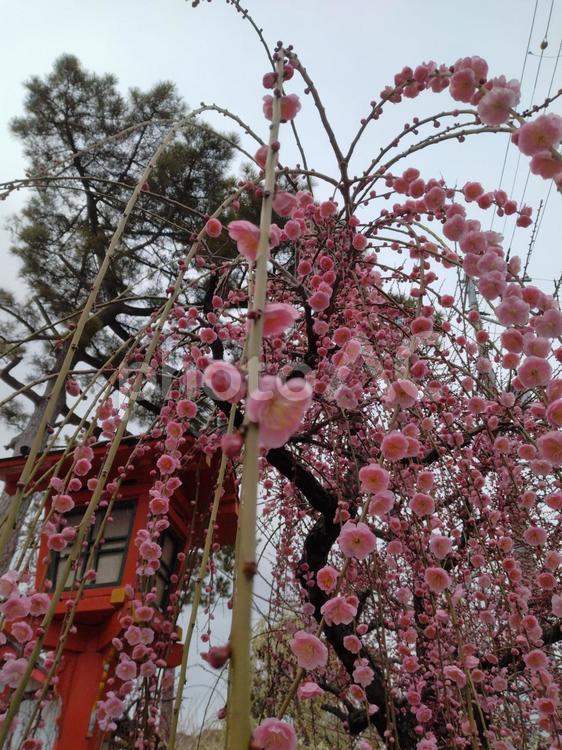 天神さんのしだれ梅 梅,綱敷天満宮,天神さんの写真素材