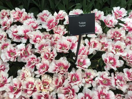 オランダ キューケンホフ公園 満開の花 オランダ キューケンホフ公園 満開の花 花,春,綺麗の写真素材