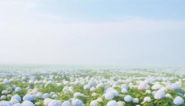 パステルカラーの青空と美しい紫陽花畑 パステルカラーの青空と美しい紫陽花畑の写真