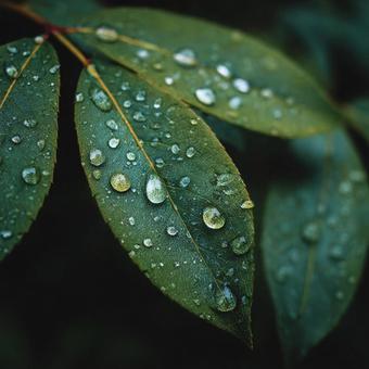 雨上がりの静寂:葉に残る水滴の輝き 雨上がりの静寂:葉に残る水滴の輝きの写真