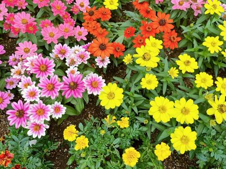 花 花 ピンク,花,植木の写真素材