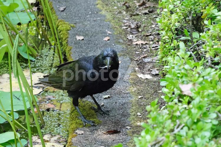 メダカを捕食するカラス カラス,烏,からすの写真素材