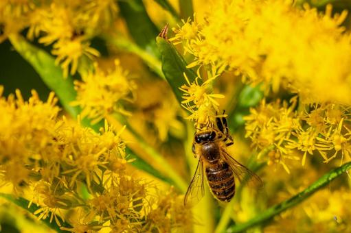 ミツバチとセイタカアワダチソウ⑸ ミツバチとセイタカアワダチソウ⑸ 蜂,ミツバチ,昆虫の写真素材