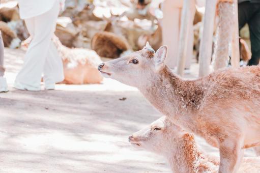 いい匂いがしますね いい匂いがしますね 鹿,哺乳類,動物の写真素材